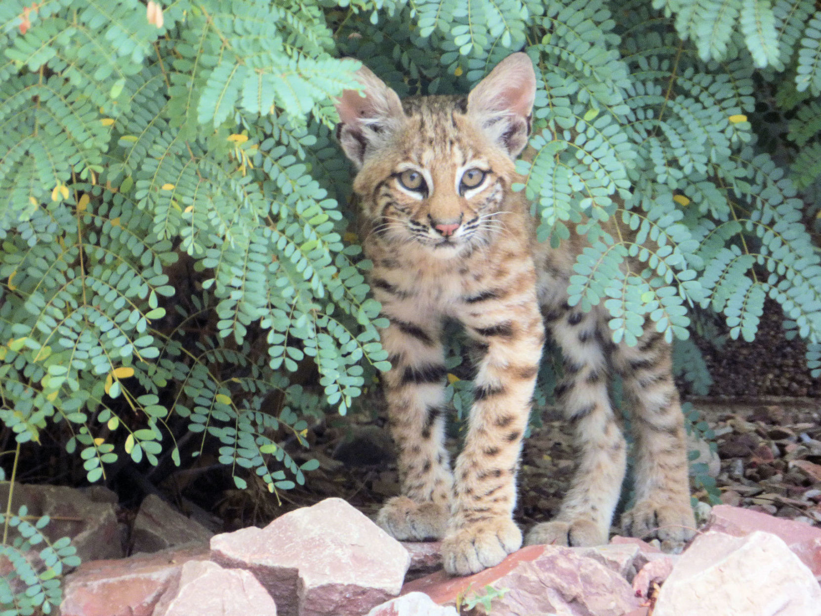 Backyard bobcats